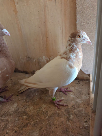 Meulemans