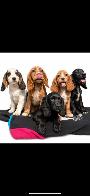 show type cocker spaniels