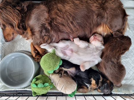 Miniature Daschund x Pomeranian (1 Male/1 Female Available)
