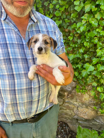 3 Little Jack Russell Puppies for sale