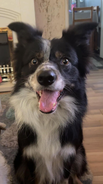 5 Year Old Border Collie Toby