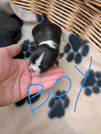 F1 maultipoo puppies