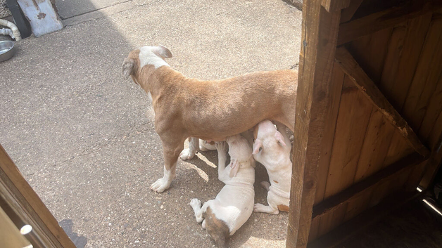 Johnson&rsquo;s American Bulldog Puppies