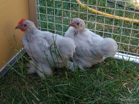 Pair of Lavender Pekins, Pullet & Cockerel