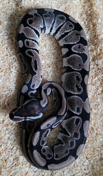 Male Axanthic clown ball python