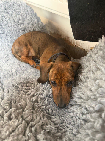 Just one left! Mini dachshund girl