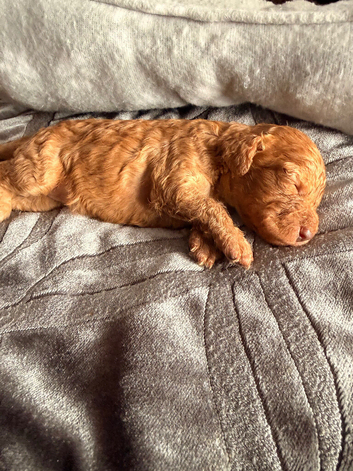 4 females one male cockapoo pups born today Wednesday 22nd of July