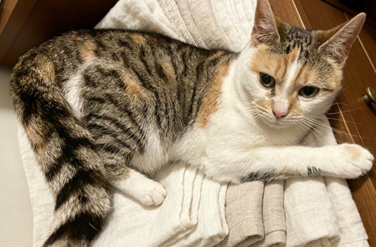 Female cat looking for a home