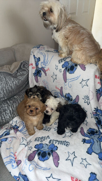 Imperial shihtzu puppies