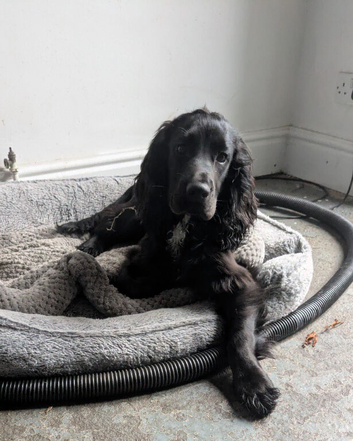 Cocker Spaniel