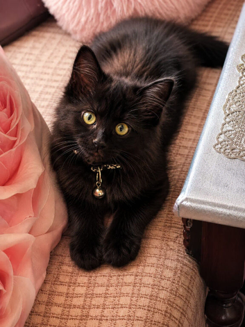 British Longhair Black/Brown Kitten