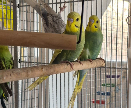 Baby budgies