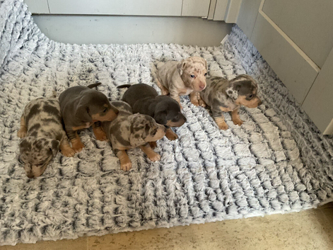 Daxie jacks
