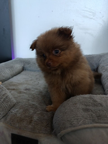 Pomeranians