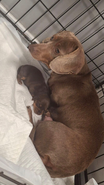 Miniature Dachshund