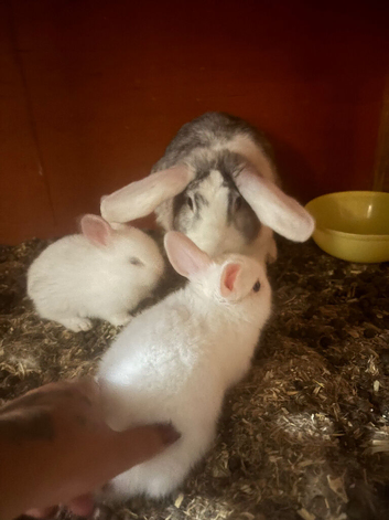 Rabbit and her 2 babies needing refining