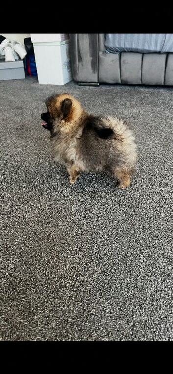 Tiny Pom boy