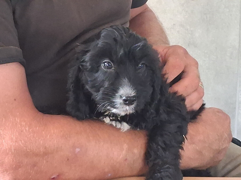 Cockapoo F1b Puppies READY NOW BOYS ONLY