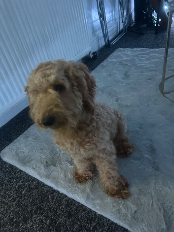 Poodle standard