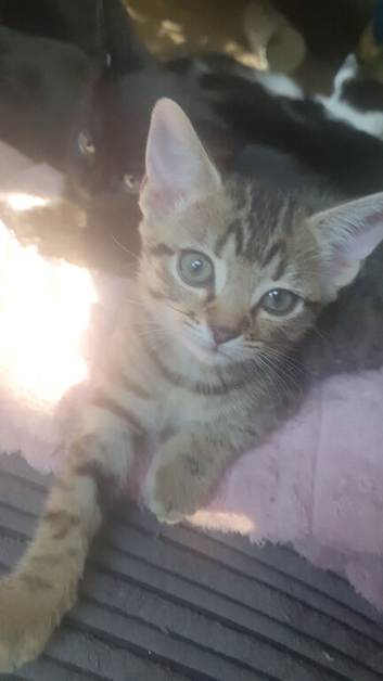 Funny kittens