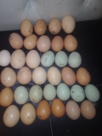 Chickens