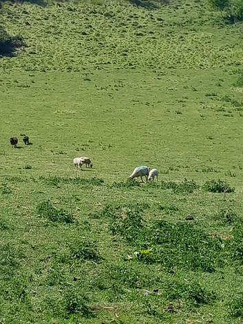 Sheltand x soay sheep entire rams and wethers