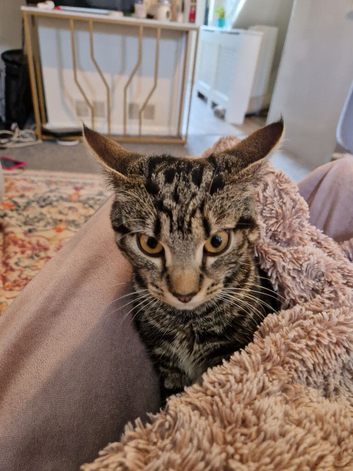 Kitten for a new home