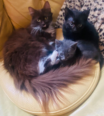 Beautiful kittens ready for their forever home!