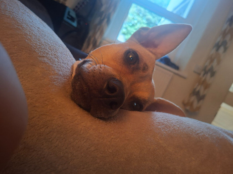 Dog in need of loving home