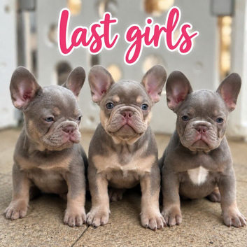 PRICE DROP New Shade Health Clear KC Registered French Bulldog Puppies
