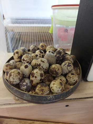 Jumbo quail  chick's and white buttons