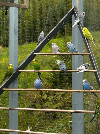 Young budgies - various colours