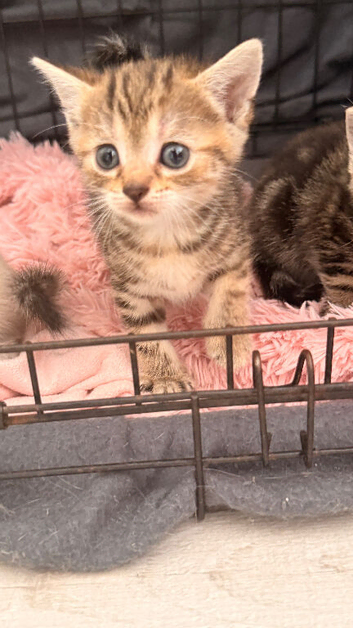 Kittens