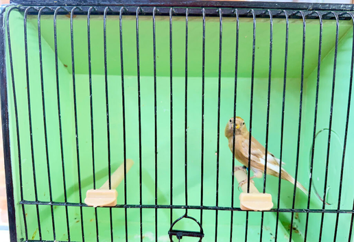 Redpoll Cock - 2025. - Split for Pied