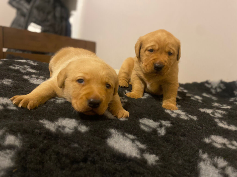 KC registered Labrador puppies