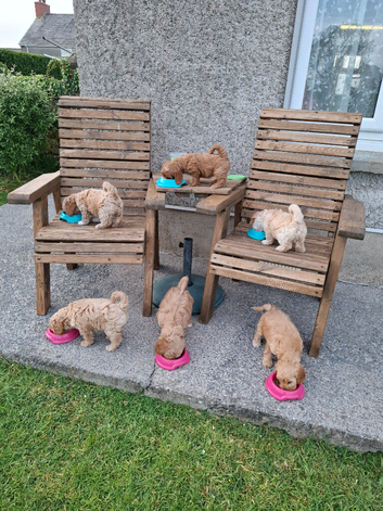 Stunning Cavapoochon puppies Family raised