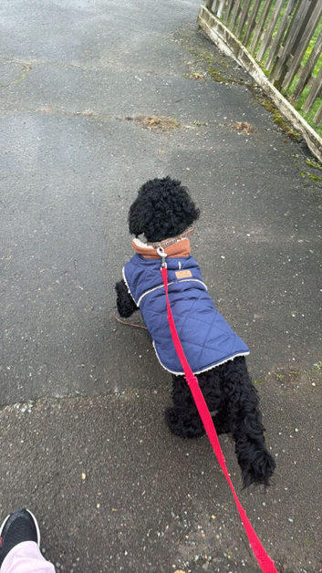 Cockapoo for sale