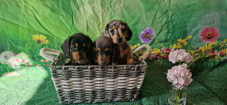 Stunning smooth haired miniature dacshund