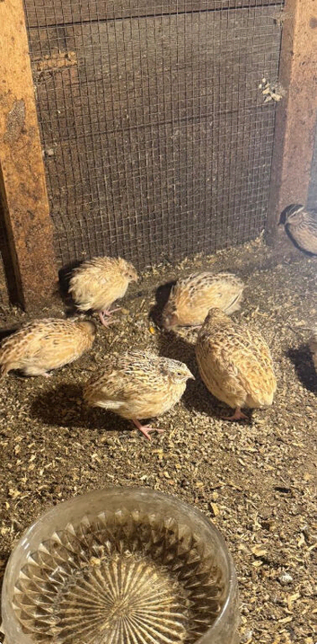 Quail