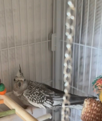 Two beautiful pearl faced cockatiels