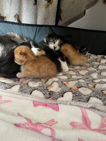 Stunning litter