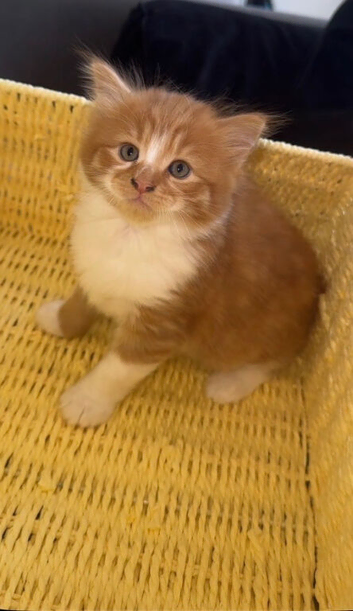 Kittens