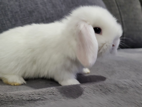 Beautiful Mini lop looking good a home