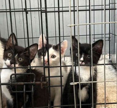 3 kittens 10 weeks old