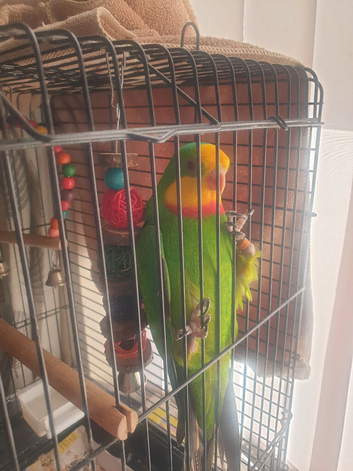 Hand tamed Baraband parakeet