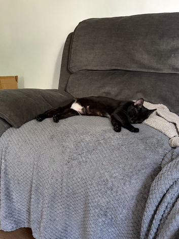 2 year old female black cat.