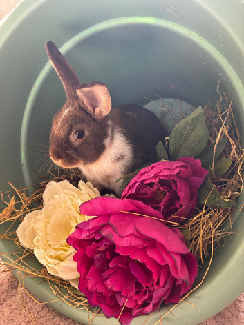 Mini lop x Neatherland dwarf