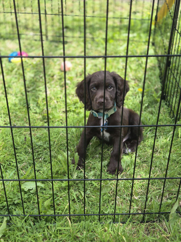 Male cocker spaniel