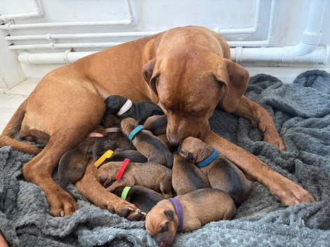 Mastiff x Rottweiler puppies