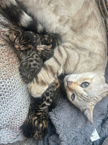 Bengal kittens